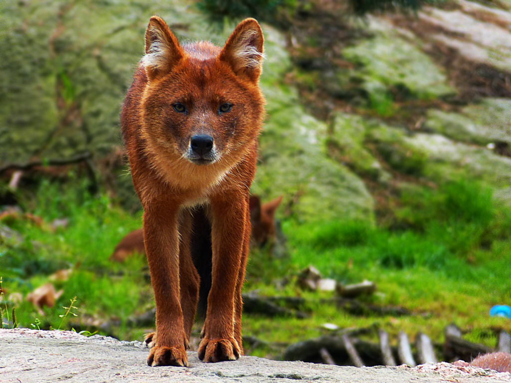 dhole8_by_themysticwolf-d6by1ls.png