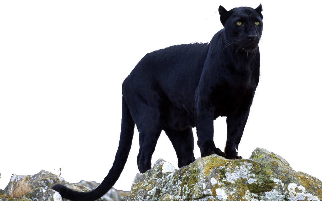 black_panther_transparent_by_darksoulfor