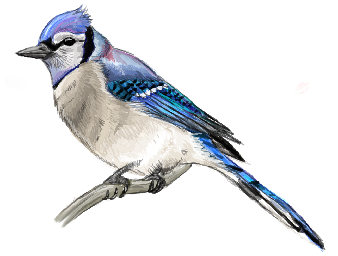 Bluejay by Tianithen on DeviantArt