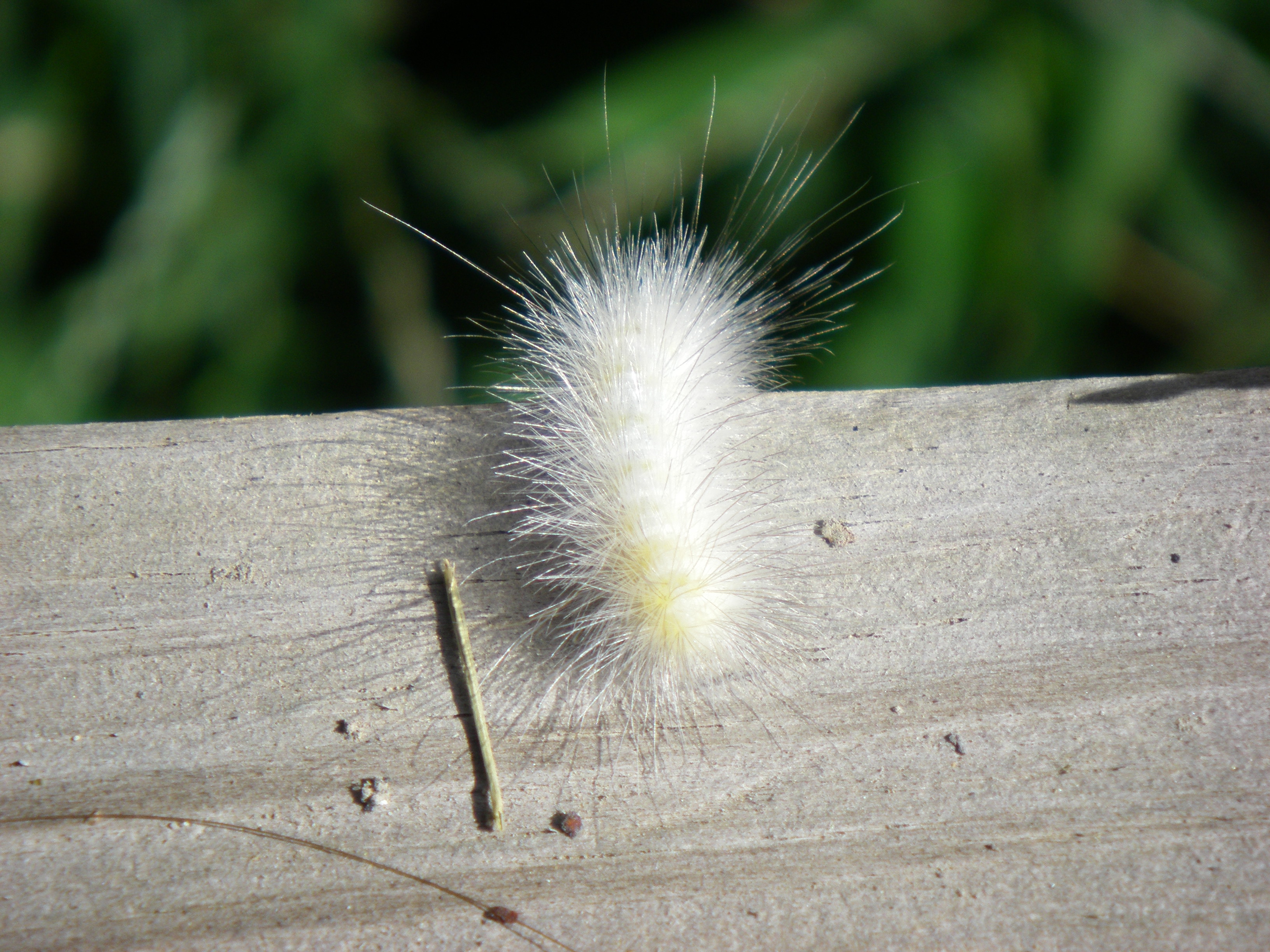 White Hairy Caterpillar 83