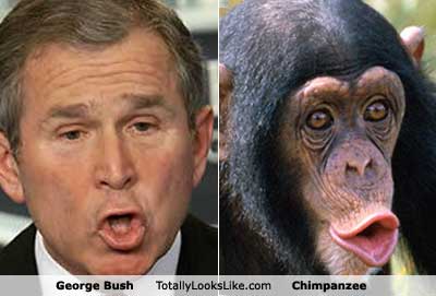 bush___chimpanzee_comparison_by_dogman93-d368xzc.jpg