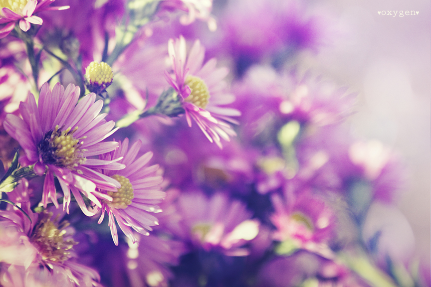 violet_flower_by_oxygen2608-d4g8g56.jpg