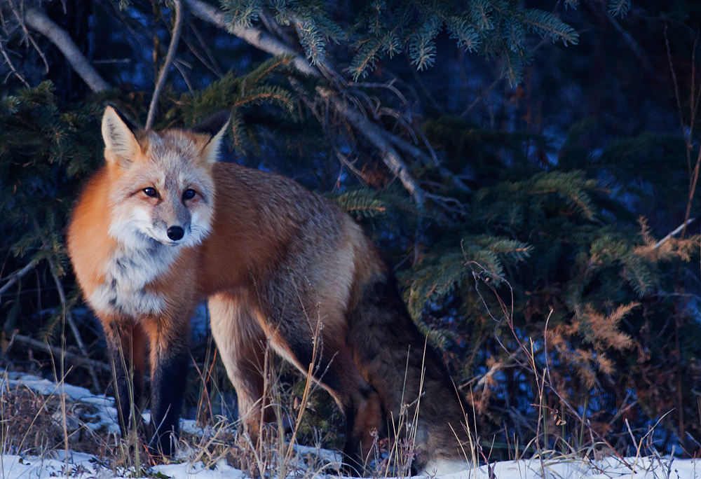 Warm Fox in a cold forest