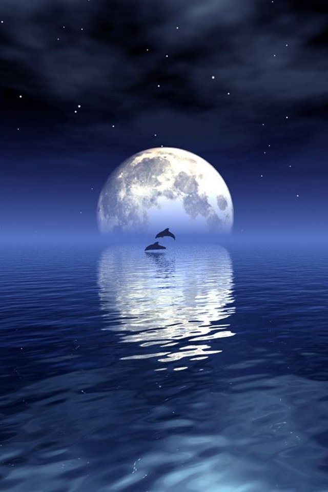 <b>dolphin</b> in moonlight by Cyndaqul