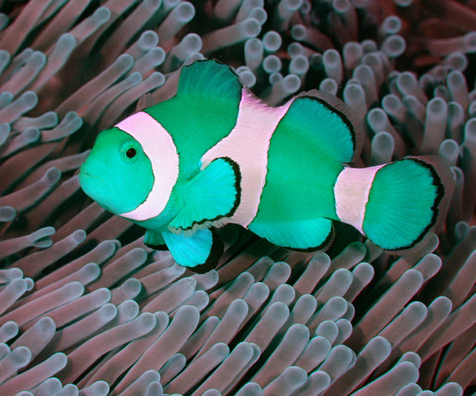��������� ��� ������ Clownfish