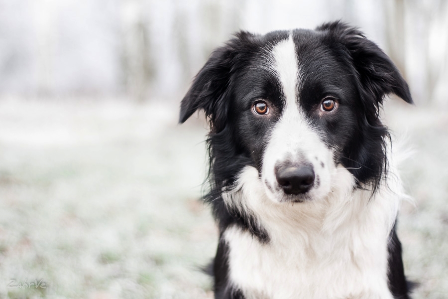 border_collie_by_bahroona-d7063w1.jpg