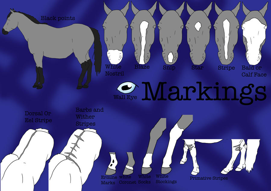markings on horse. Horse Markings by ~darkart777