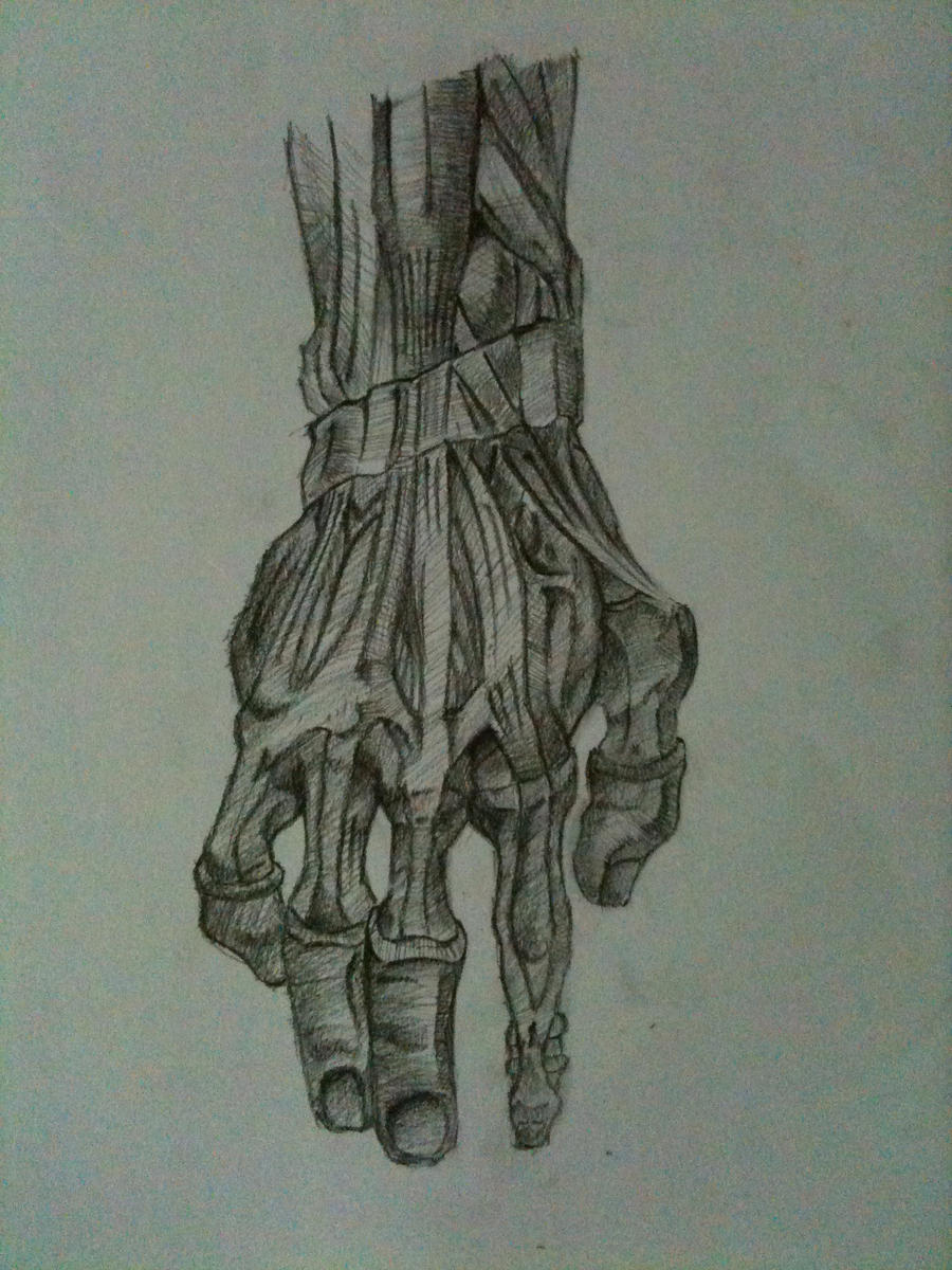 Human Anatomy Sketch 1 by Ronlau on DeviantArt