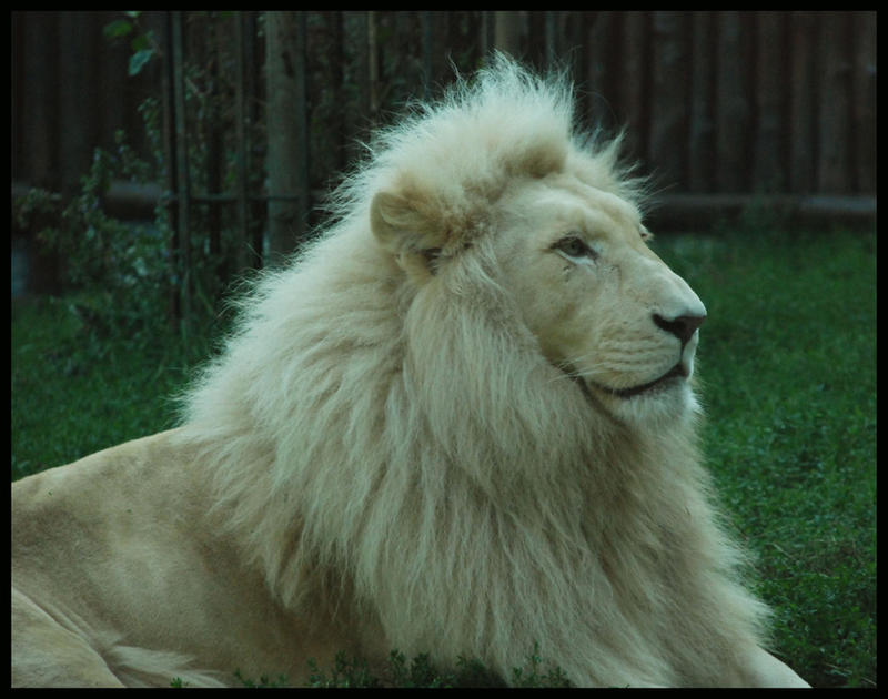 haldir__the_white_lion_by_morho-d35ew9e.jpg