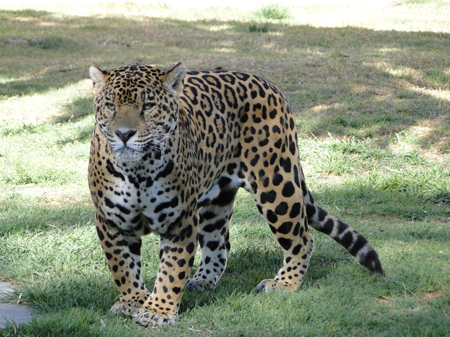 moves like jaguar. by xxELUHFUNT on DeviantArt