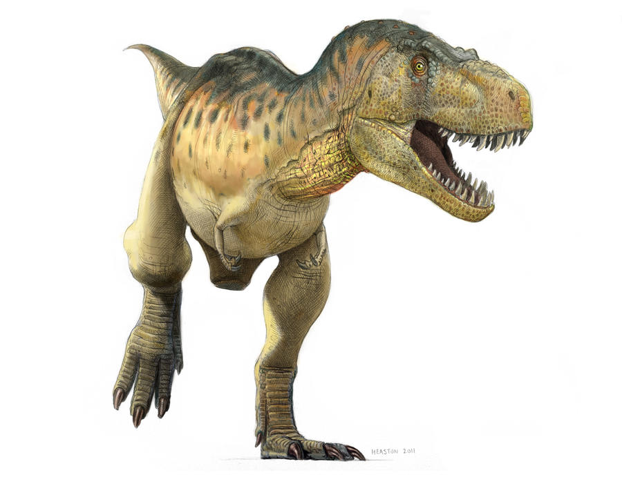 Tyrannosaurus by pheaston