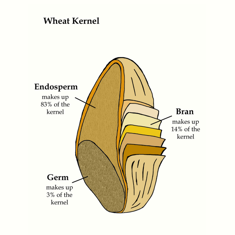 Wheat Kernel By Ideallustration On Deviantart