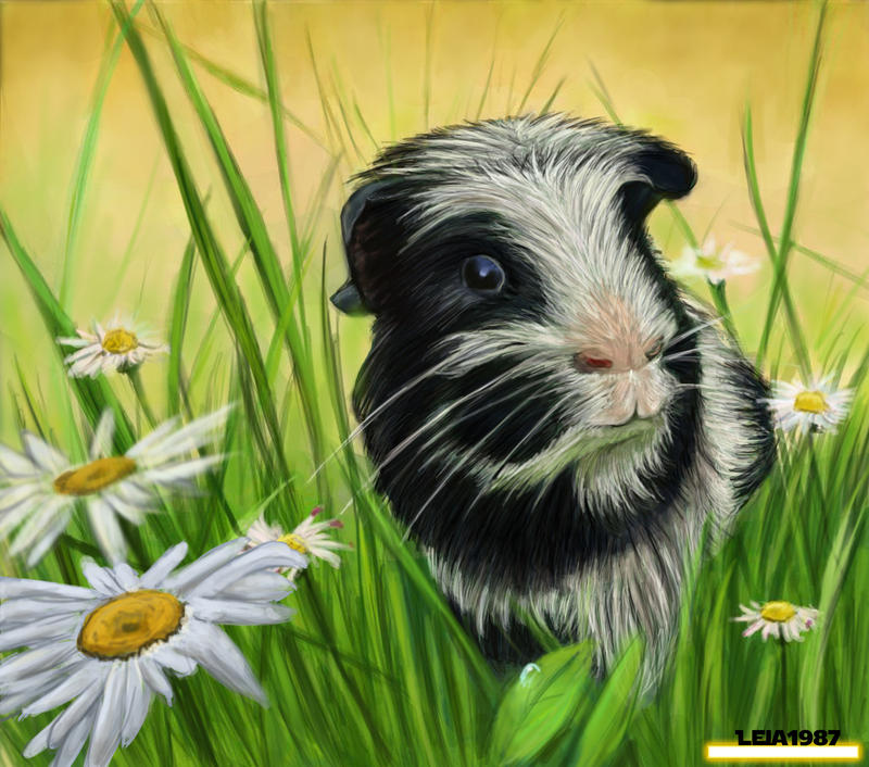 [Image: commission___dalmation_guinea_pig_by_lei...5h5b05.jpg]