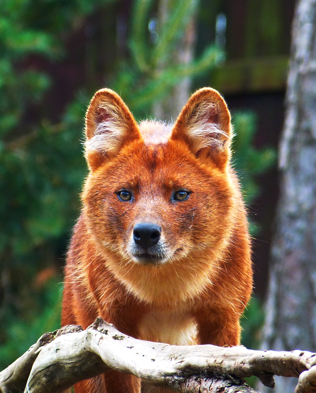 dhole12_by_themysticwolf-d6by52l.png