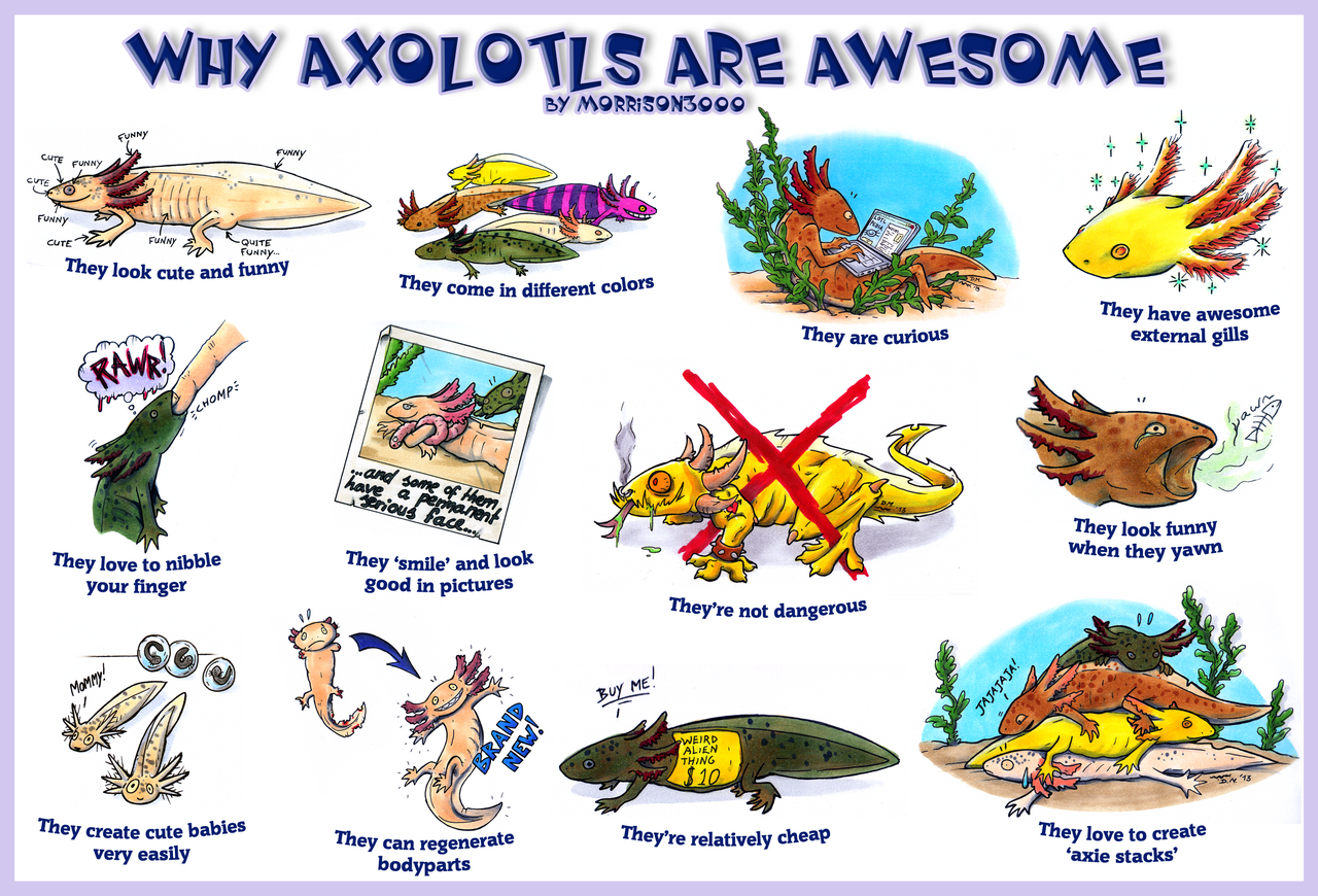 why_axolotls_are_awesome_by_morrison3000-d6m6nfr.png