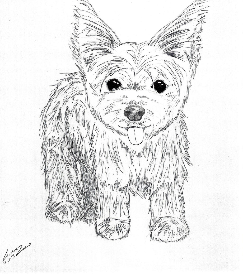 yorkie coloring pages free - photo #24