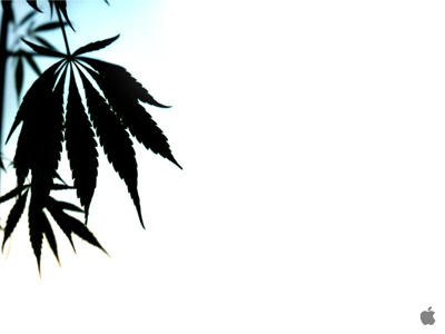 Apple Mac Wallpaper Marijuana Leaf Mac 