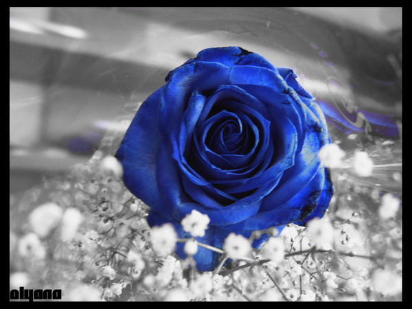 My eternal blue rose (Sayaka's Graduation fanfic)