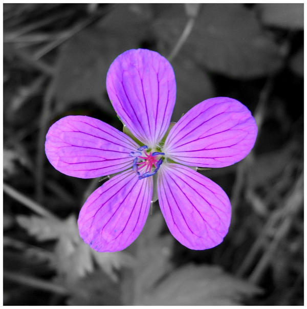 Violet flower II by Aenima1125 on DeviantArt