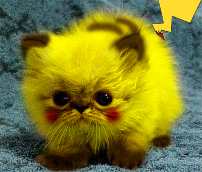 Cat painted like pikachu
