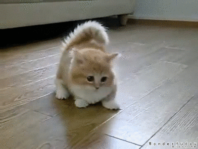 Awesome cat gif