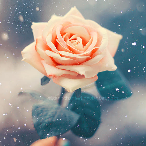https://fc03.deviantart.net/fs70/i/2012/038/6/2/snow_flower_by_eliseenchanted-d4oxoll.jpg