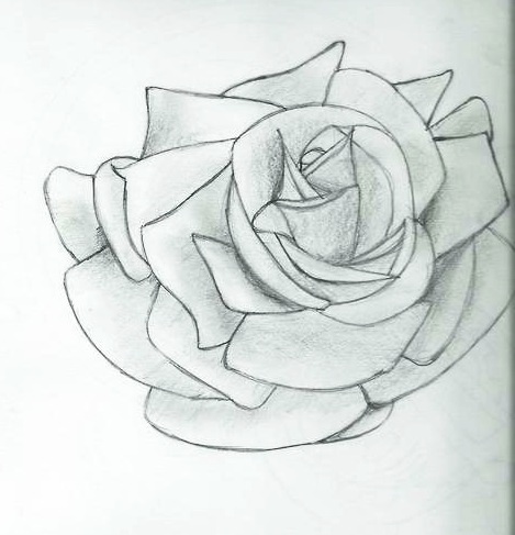 Rose by Crazyotaku12345 on deviantART
