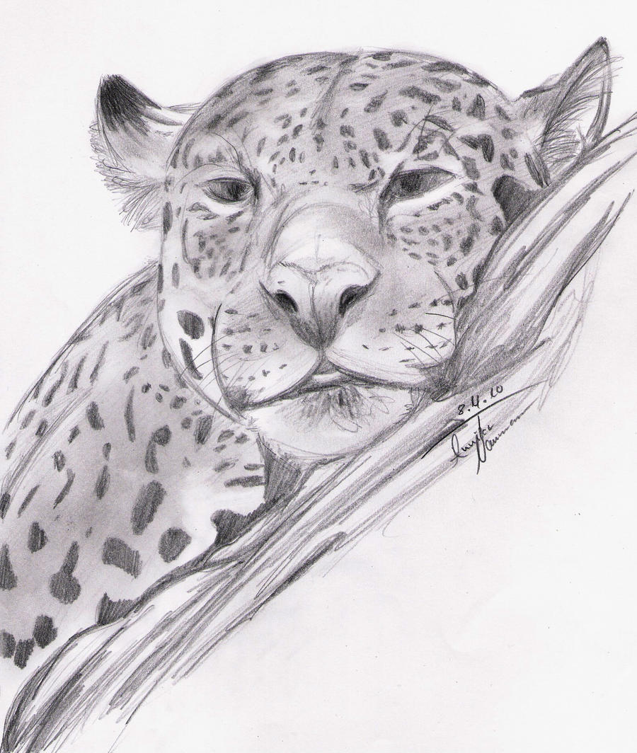 Jaguar quickly drawing by silverwerwolf