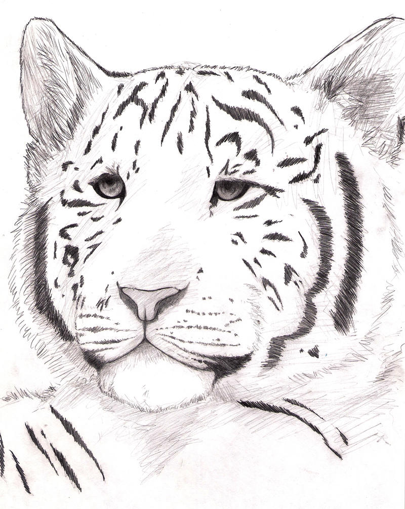 White tiger cub by wolfsouled on DeviantArt