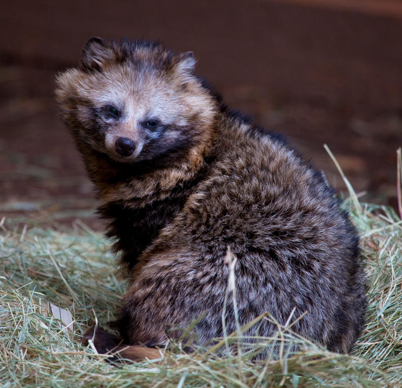 Japanese Raccoon Dog lll by deseonocturno on DeviantArt