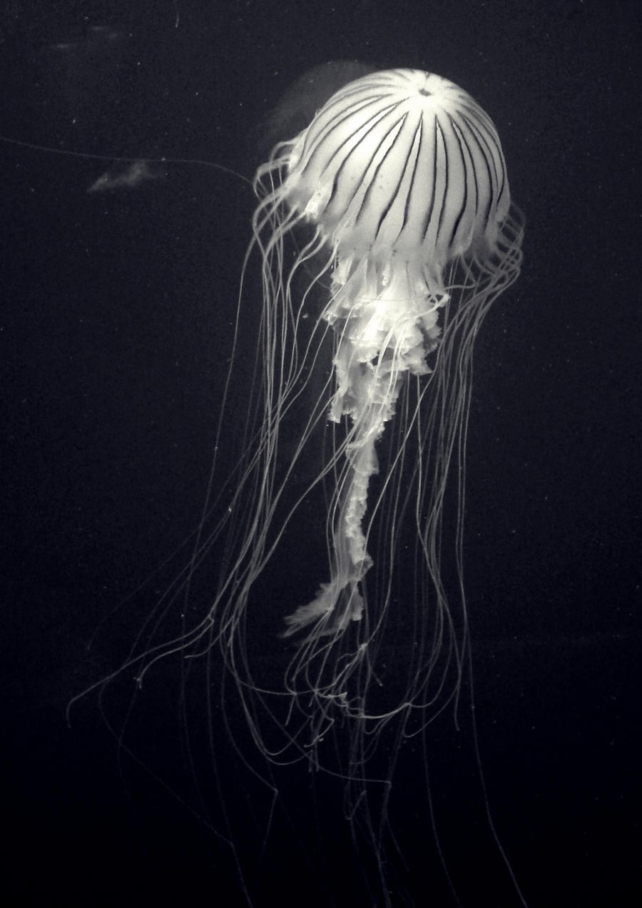 Jellyfish in French aquarium (La Rochelle) : r/jellyfish
